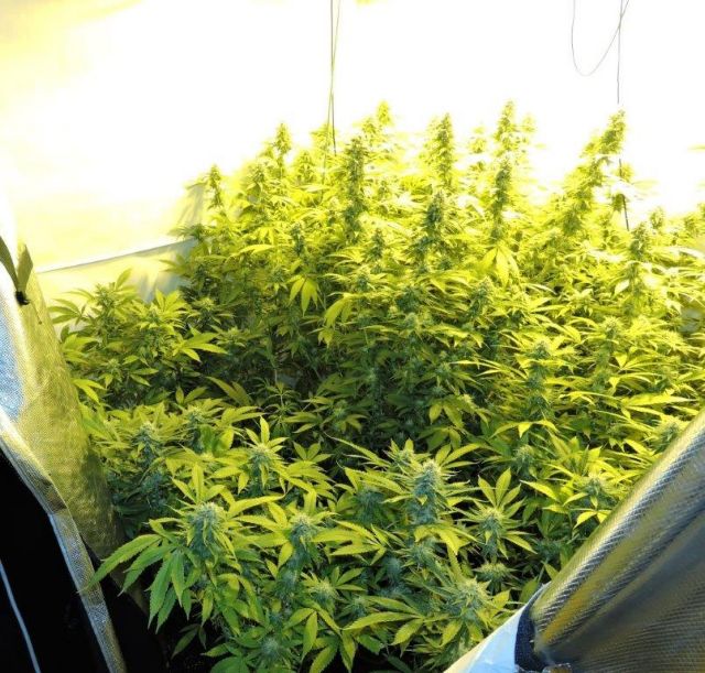 Λουξεμβούργο – Στο δρόμο της νομιμοποίησης της κάνναβης