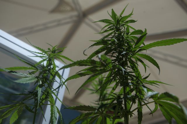 Σέρρες – 62χρονος έκρυβε σπίτι του σχεδόν τρία κιλά κάνναβη