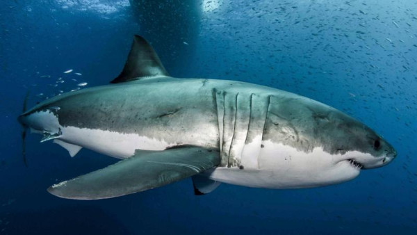 Εντυπωσιακό βίντεο – Καρχαρίας κολυμπά δίπλα σε σκάφος στ’ ανοιχτά της Λάρνακας