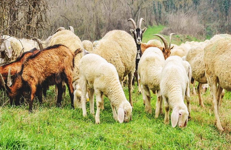 Δ. Ελλάδα – «Ανάσα» για τους κτηνοτρόφους το πρόγραμμα διαχείρισης νεκρών ζώων