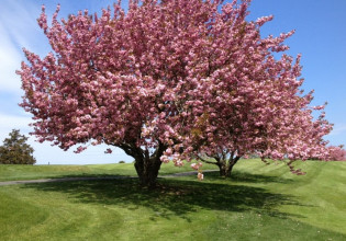 Πυρηνόκαρπα – Καλλιεργητικά μέτρα μέχρι την ολοκλήρωση του λήθαργου των δένδρων