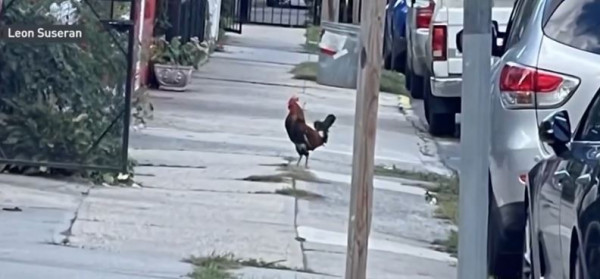 ΗΠΑ – Κόκορας τρομοκρατεί γειτονιά στη Νέα Υόρκη τραυματίζοντας περαστικούς