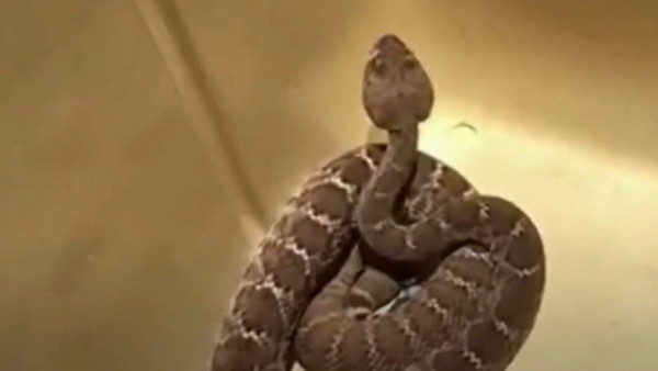 ΗΠΑ – Ήθελε να βγάλει selfie με κροταλία – Τον δάγκωσε και πλήρωσε τη θεραπεία 153 χιλιάδες δολάρια