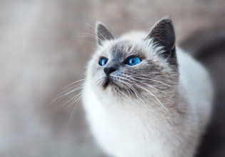 Οι πιο παράξενες διαθήκες πλουσίων – Επαύλεις για γάτες και μακάβρια φρίσμπι
