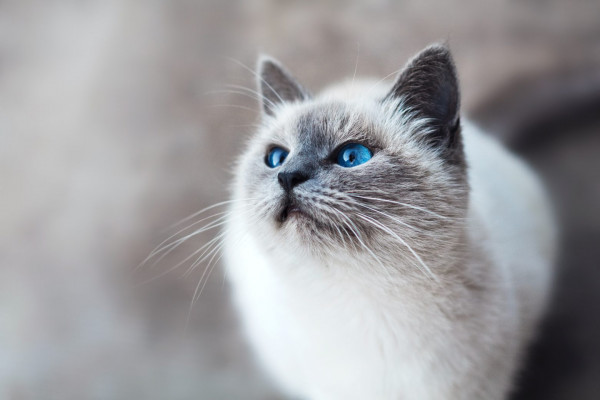 Οι πιο παράξενες διαθήκες πλουσίων – Επαύλεις για γάτες και μακάβρια φρίσμπι