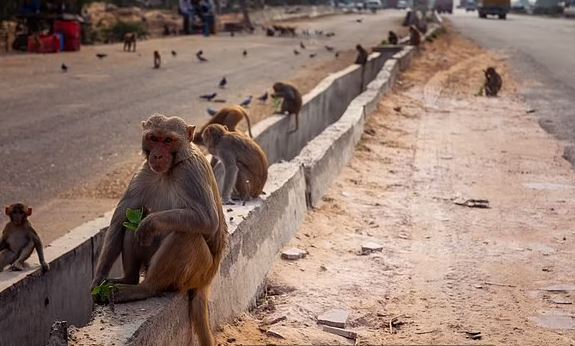 Ινδία - Μαϊμού πέταξε τούβλο από τον 2ο όροφο κτιρίου και σκότωσε άνδρα
