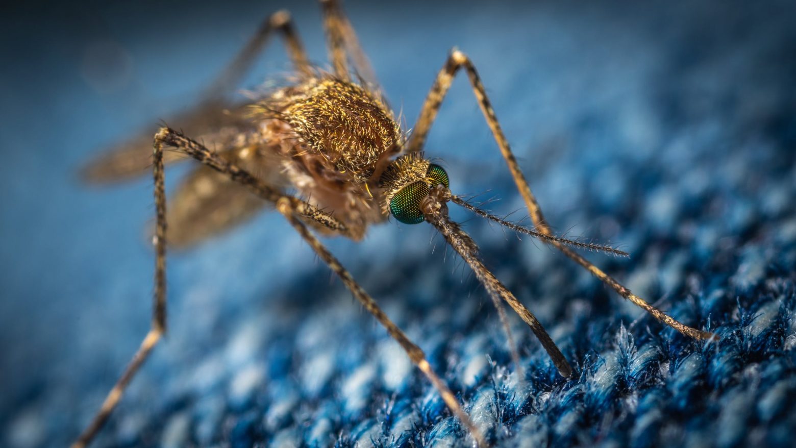 Κορεατικά κουνούπια - Ήρθαν από την Ασία, είναι ανθεκτικά στο κρύο και απειλούν την Ευρώπη