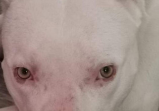 Βόλος – Εισαγγελέας παρενέβη για κακοποίηση πίτμπουλ – Καταγγελία από φιλόζωη