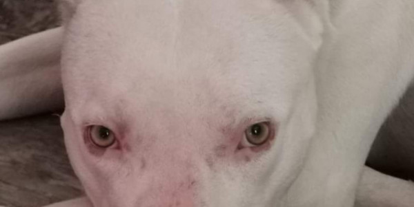 Βόλος – Εισαγγελέας παρενέβη για κακοποίηση πίτμπουλ – Καταγγελία από φιλόζωη