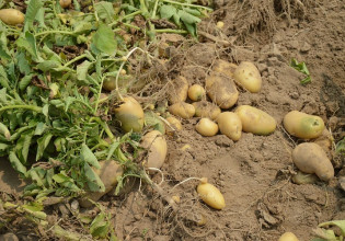 Πατάτα – Ευαίσθητες σε μυκητολογικές προσβολές οι φθινοπωρινές φυτείες