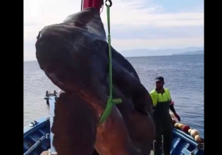 Ισπανία – Επιασαν ψάρι «γίγαντα» δύο τόνων