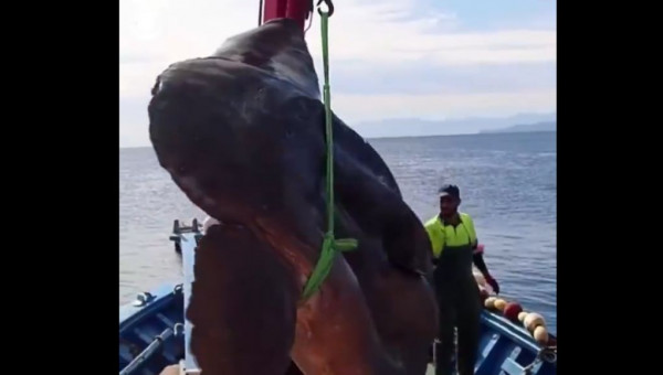 Ισπανία – Επιασαν ψάρι «γίγαντα» δύο τόνων