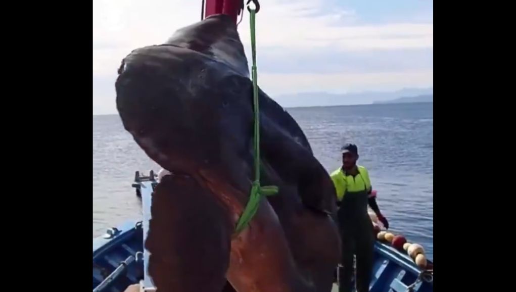 Ισπανία - Επιασαν ψάρι «γίγαντα» δύο τόνων