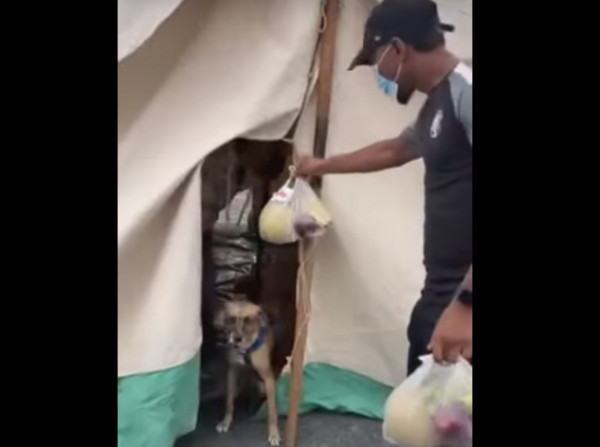 Κρήτη – Ο Ρίκο παραμένει φύλακας και στην σκηνή των σεισμόπληκτων