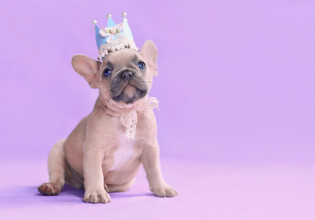 Το ακούσαμε κι αυτό – Λιλά… σκύλους αγοράζουν οι πλούσιοι