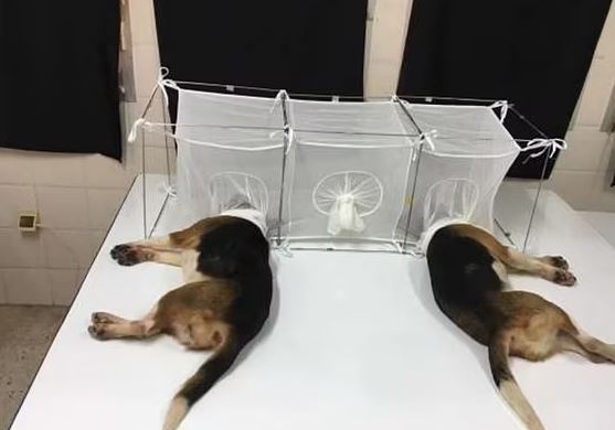 ΗΠΑ - Σάλος με φρικτά πειράματα σε σκύλους που ενέκρινε ο Φάουτσι