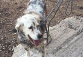 Σαντορίνη – Συγκινητική διάσωση σκύλου στην «Κόκκινη παραλία»