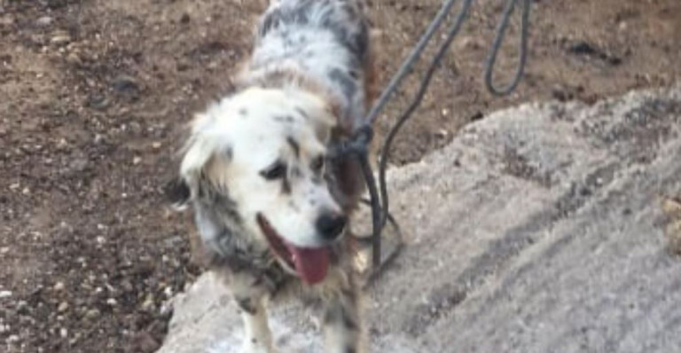 Σαντορίνη – Συγκινητική διάσωση σκύλου στην «Κόκκινη παραλία»