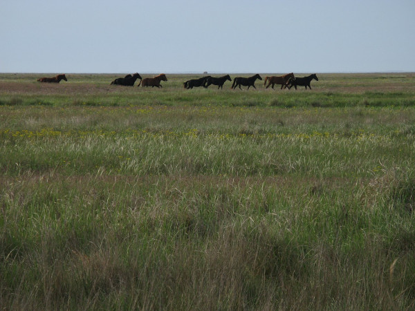 Η ελληνική γλώσσα στο διάβα του χρόνου – Η θεωρία περί εξάπλωσης των Ινδοευρωπαίων από την περιοχή του Δούναβη