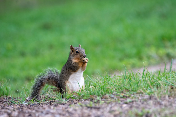 Αυτό θα πει εργατικότητα – Σκίουρος αποθήκευσε 160 κιλά καρύδια σε αυτοκίνητο μέσα σε τέσσερις ημέρες