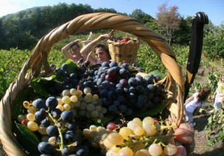 Μικροί αποσταγματοποιοί – Πώς θα δοθούν οι άδειες απόσταξης