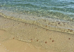 Κυκλάδες – Γέμισε τσούχτρες η Ψαρού στη Μύκονο – Παρόμοια κατάσταση και σε άλλα νησιά