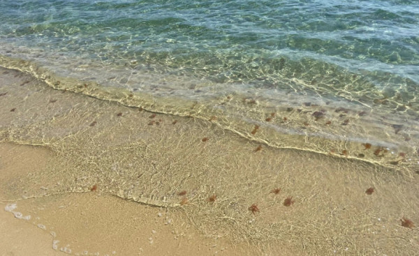 Κυκλάδες – Γέμισε τσούχτρες η Ψαρού στη Μύκονο – Παρόμοια κατάσταση και σε άλλα νησιά