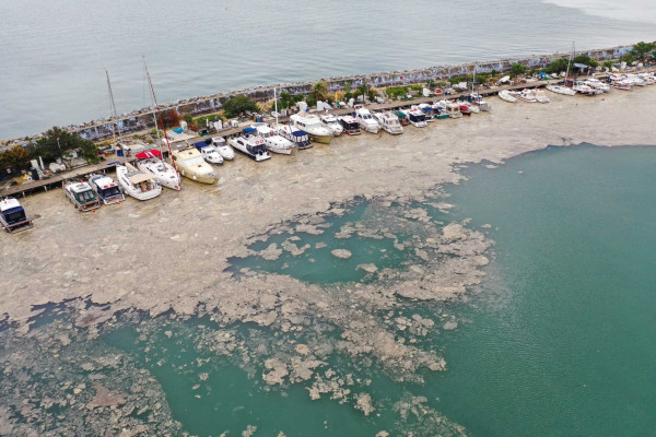 Θάλασσα Μαρμαρά – Εμφανίστηκε και πάλι η τοξική βλέννα – Φόβος από τους ψαράδες για μολυσμένα ψάρια