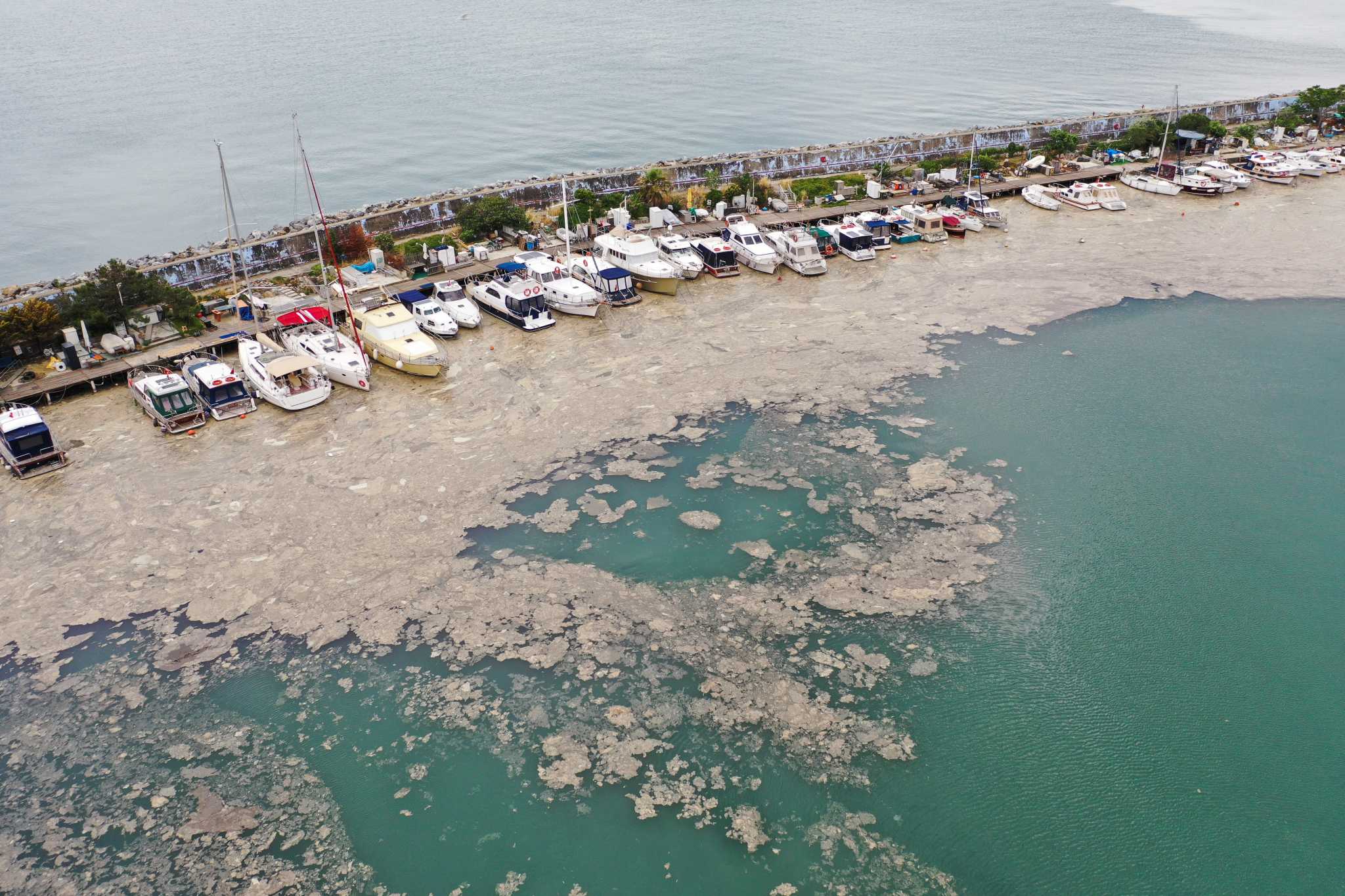Θάλασσα Μαρμαρά - Εμφανίστηκε και πάλι η τοξική βλέννα – Φόβος από τους ψαράδες για μολυσμένα ψάρια