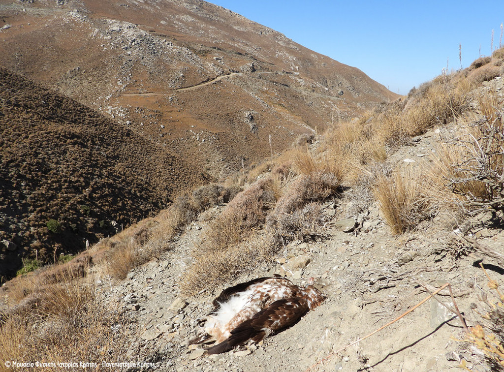 Κρήτη – Νεκρός έπεσε Χρυσαετός μετά από πυροβολισμό – Το τέταρτο παρόμοιο περιστατικό μέσα σε λίγες εβδομάδες
