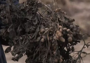 Σέρρες – Σε απόγνωση οι αγρότες – Στο 100% οι καταστροφές από τον «Μπάλλο»