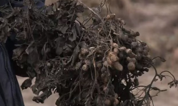 Σέρρες – Σε απόγνωση οι αγρότες – Στο 100% οι καταστροφές από τον «Μπάλλο»