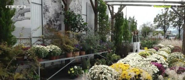 Τα κατάλληλα φυτά για εσωτερικούς χώρους και τα μυστικά της φροντίδας τους