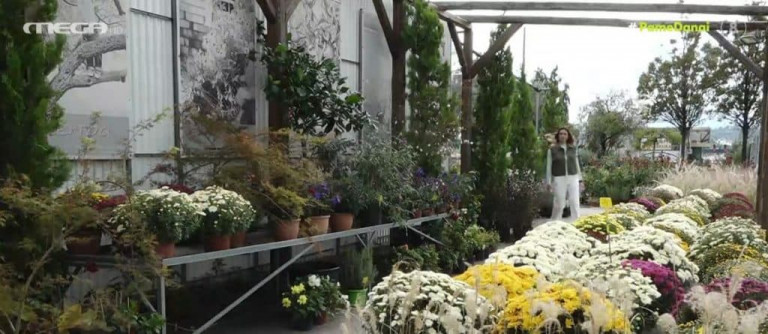 Τα κατάλληλα φυτά για εσωτερικούς χώρους και τα μυστικά της φροντίδας τους