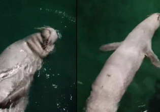 Τήνος – Φώκια σουλατσάρει σε λιμάνι και… ποζάρει στον φακό