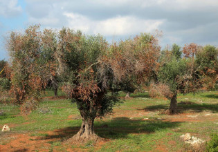 Xylella fastidiosa – Απειλεί την ελαιοπαραγωγή της Μεσογείου – Νέα δεδομένα