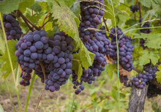 Αμπέλι – Τι αλλάζει στις άδειες νέων φυτεύσεων