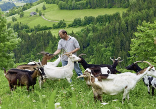 Σταβλικές εγκαταστάσεις – Οι παρεμβάσεις στην Βουλή εξωκοινοβουλευτικών και συνδικαλιστικών φορέων
