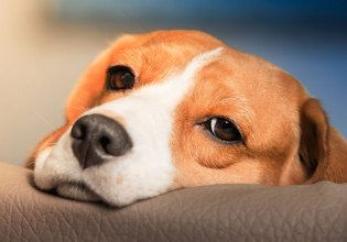 Δείτε τι μπορείτε να μάθετε από το ζώδιο του σκύλου σας