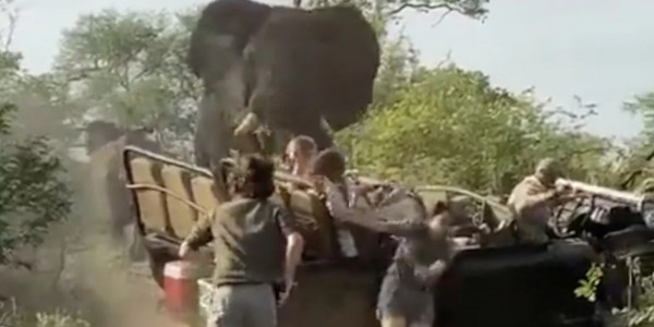 Εξαγριωμένος ελέφαντας επιτέθηκε σε τζιπ γεμάτο τουρίστες – Σκηνές πανικού στη ζούγκλα