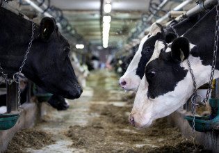 Κλιματική αλλαγή – Προς έγκριση στην ΕΕ η πρώτη ζωοτροφή που μειώνει τις εκπομπές μεθανίου