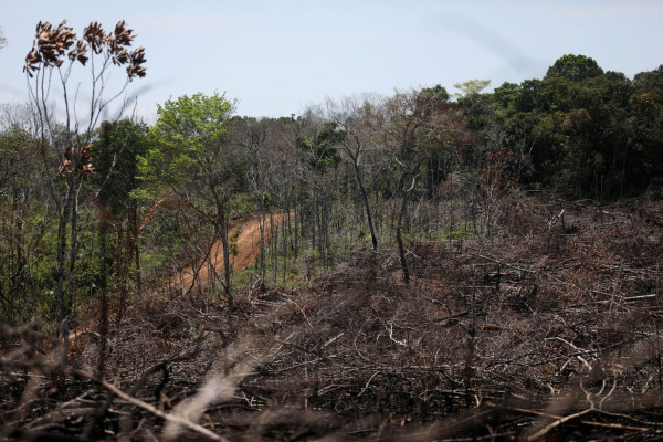 Κλιματική αλλαγή – Γιατί τα δάση χρειάζονται κάτι παραπάνω από απλές «δεσμεύσεις»