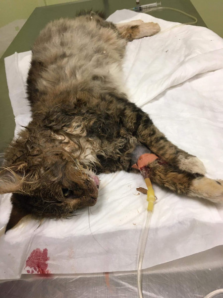 Ψυχορραγούν γατάκια στο Τολό