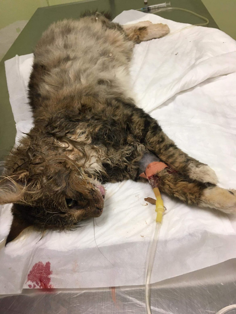 Ψυχορραγούν γατάκια στο Τολό