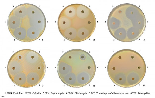 800px Staphylococcus aureus susceptibility