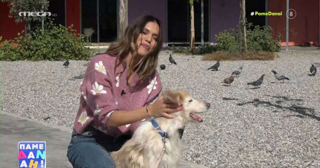 Φιλόζωοι μόνο για την… καραντίνα – Επέστρεψαν 4 στα 10 σκυλάκια μετά την άρση των μέτρων