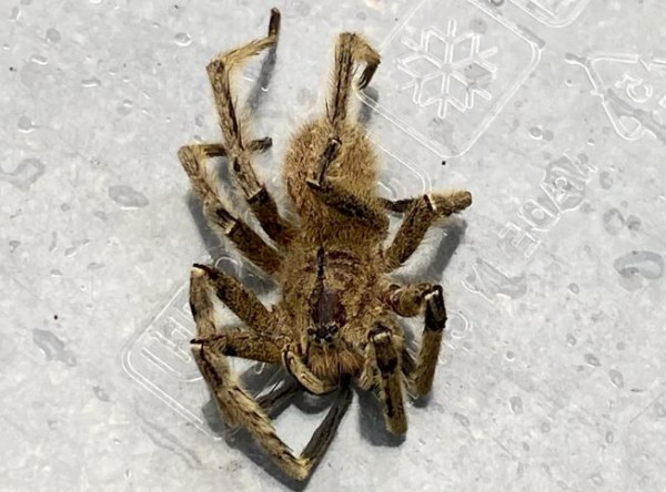Η πιο επικίνδυνη αράχνη του κόσμου βρέθηκε μέσα σε…