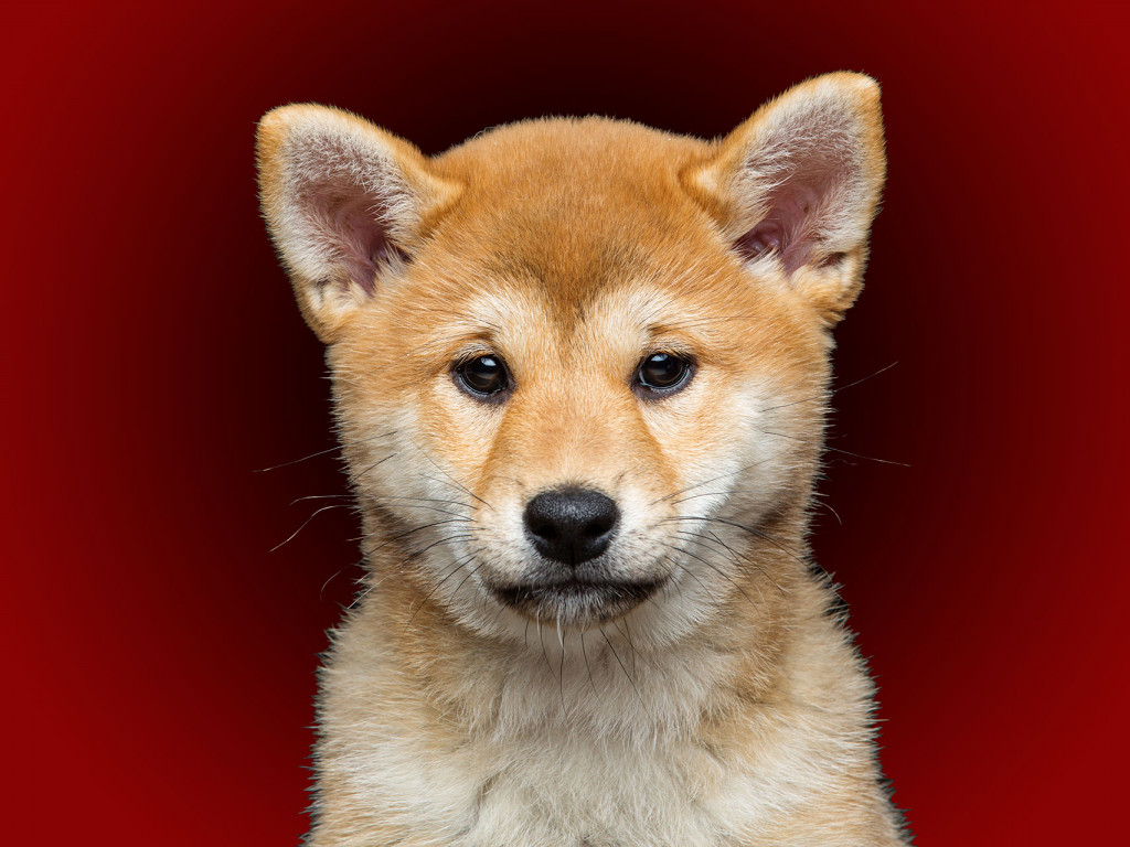 Το πιο καυτό «meme coin» σε sell-off