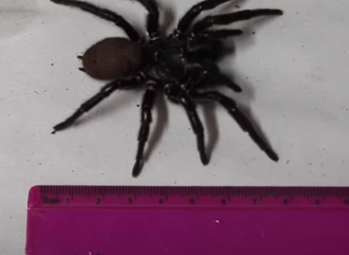 Αυστραλία - Αράχνη διπλάσσια σε μέγεθος από τις υπόλοιπες τρυπάει νύχια με τα δόντια της