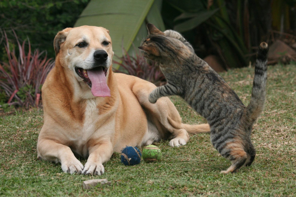 Κοροναϊός – Κρούσματα μυοκαρδίτιδας σε σκύλους και γάτες από το στέλεχος Άλφα